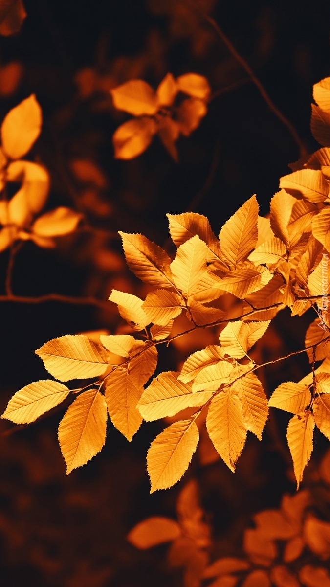 Brązowe liście na gałązce