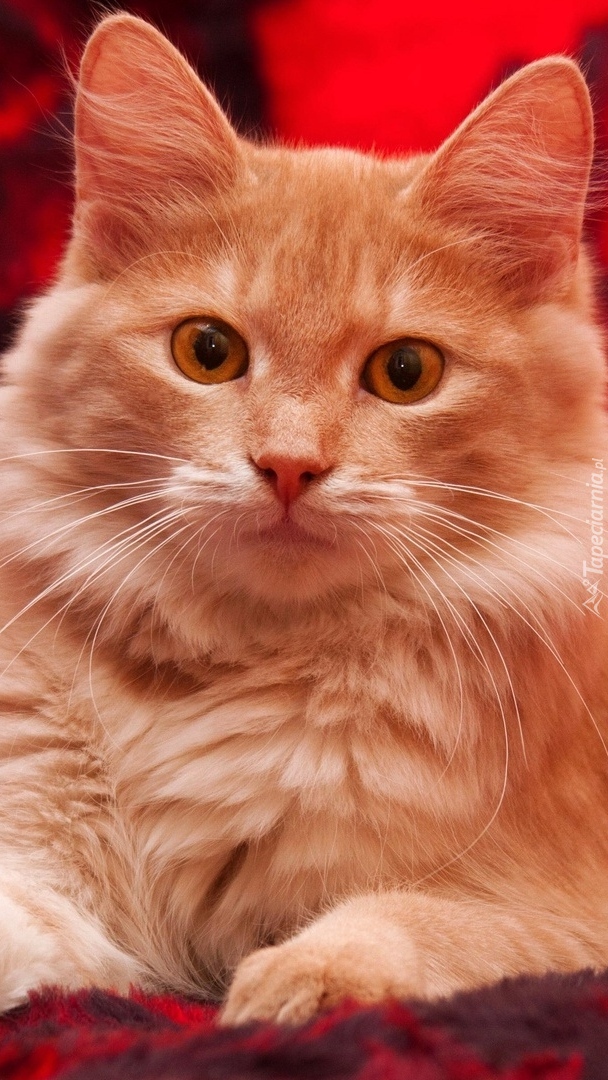 Brązowooki rudy kot