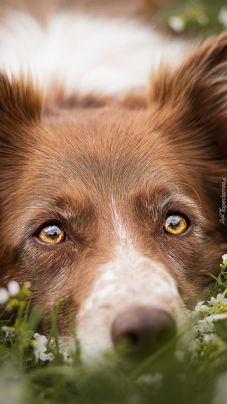 Brązowy border collie