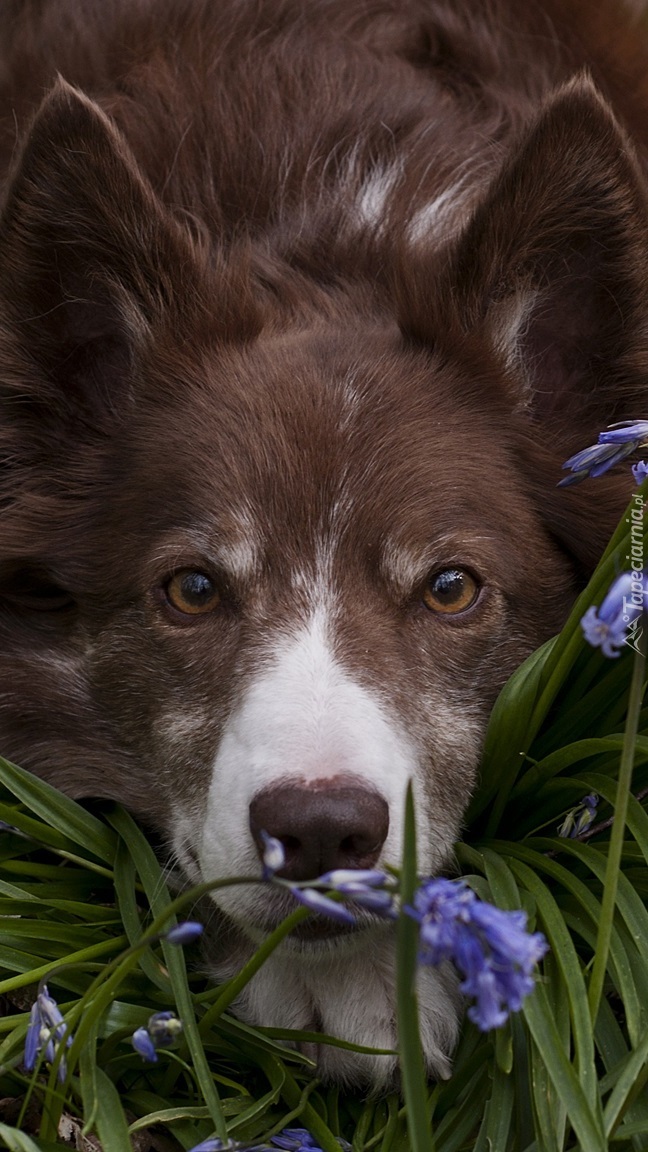 Brązowy border collie