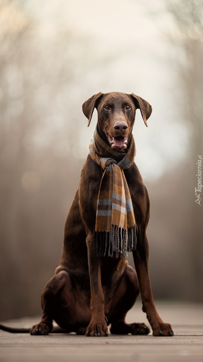 Brązowy doberman w szaliku