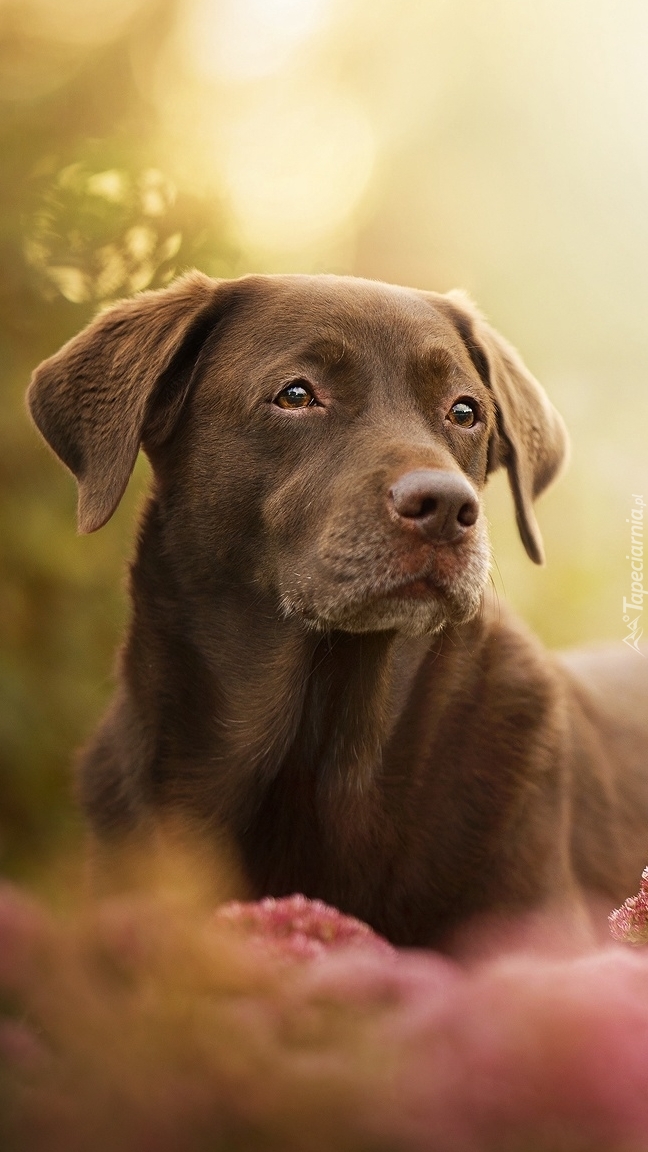 Brązowy labrador