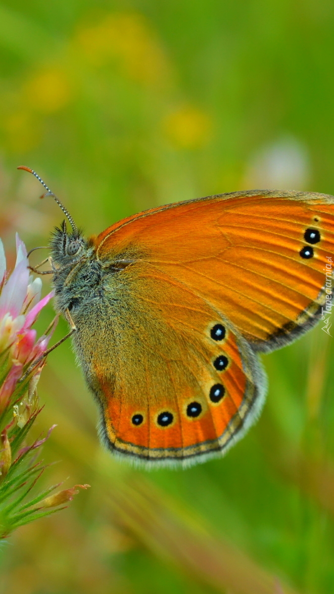 Brązowy motyl