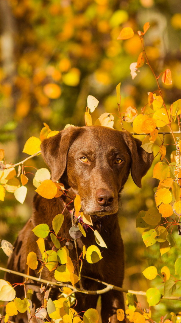 Brązowy pies w żółtych liściach