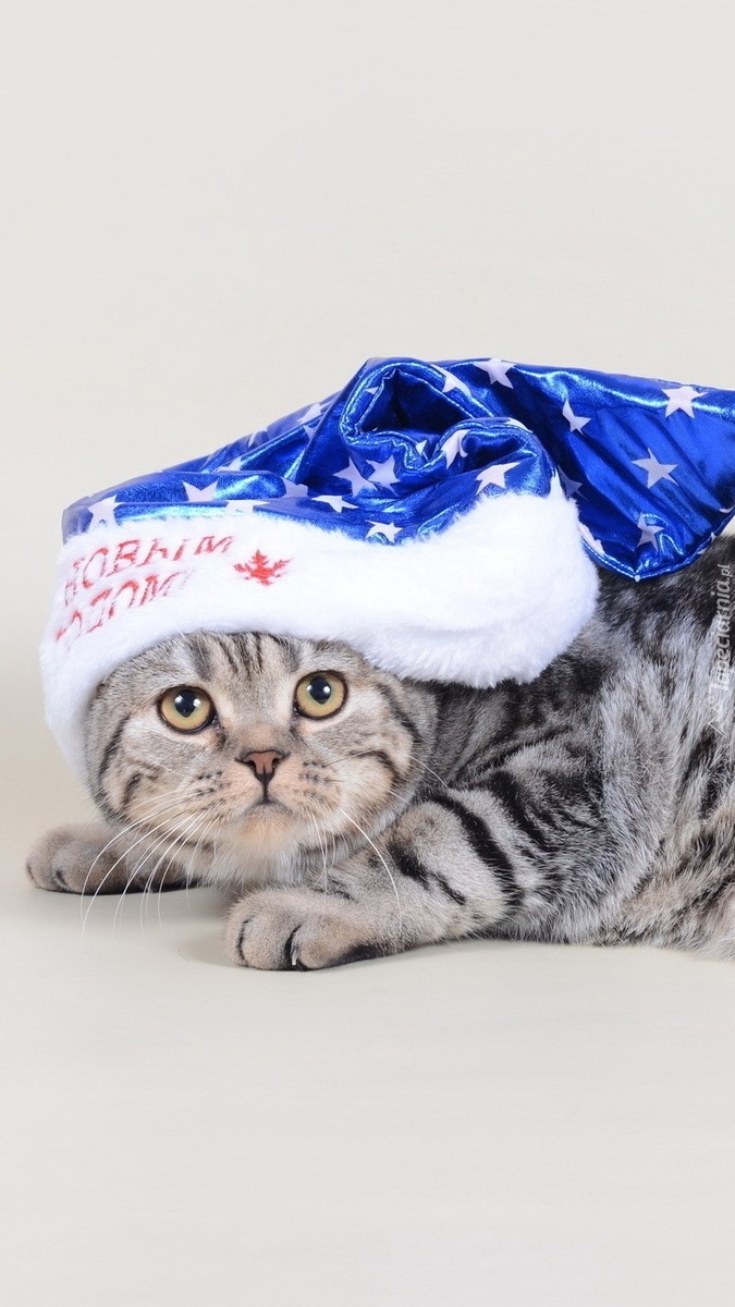 Brytyjski kotek  pręgowany w niebieskiej czapeczce