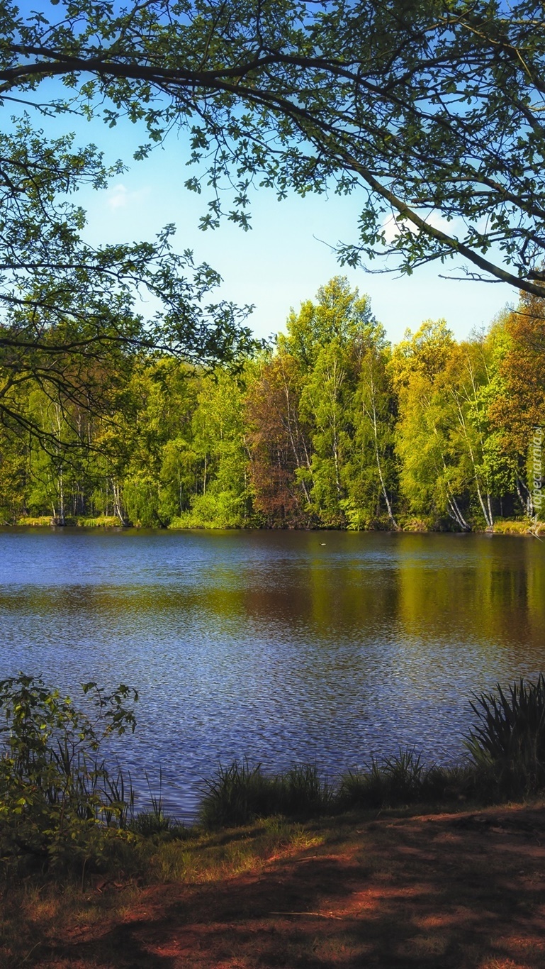 Brzeg jeziora jesienią