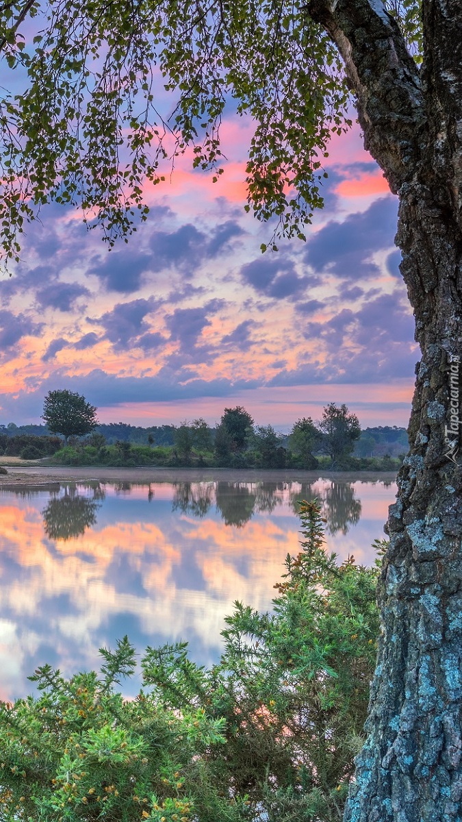 Brzoza i krzewy nad rzeką