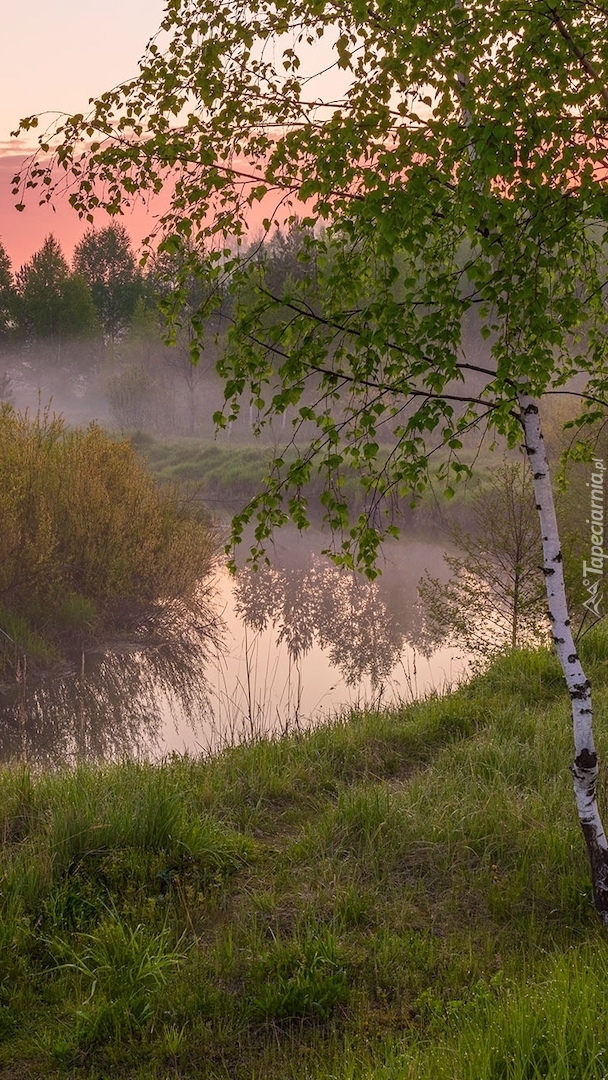 Brzoza nad zamgloną rzeką Uzola