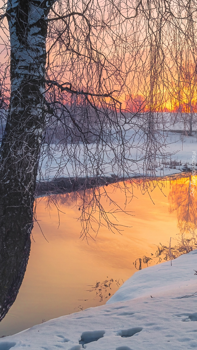 Brzoza w śniegu nad rzeką o zachodzie słońca