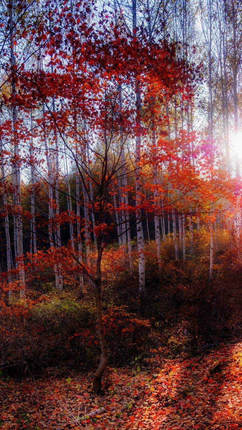 Brzozowy las jesienią