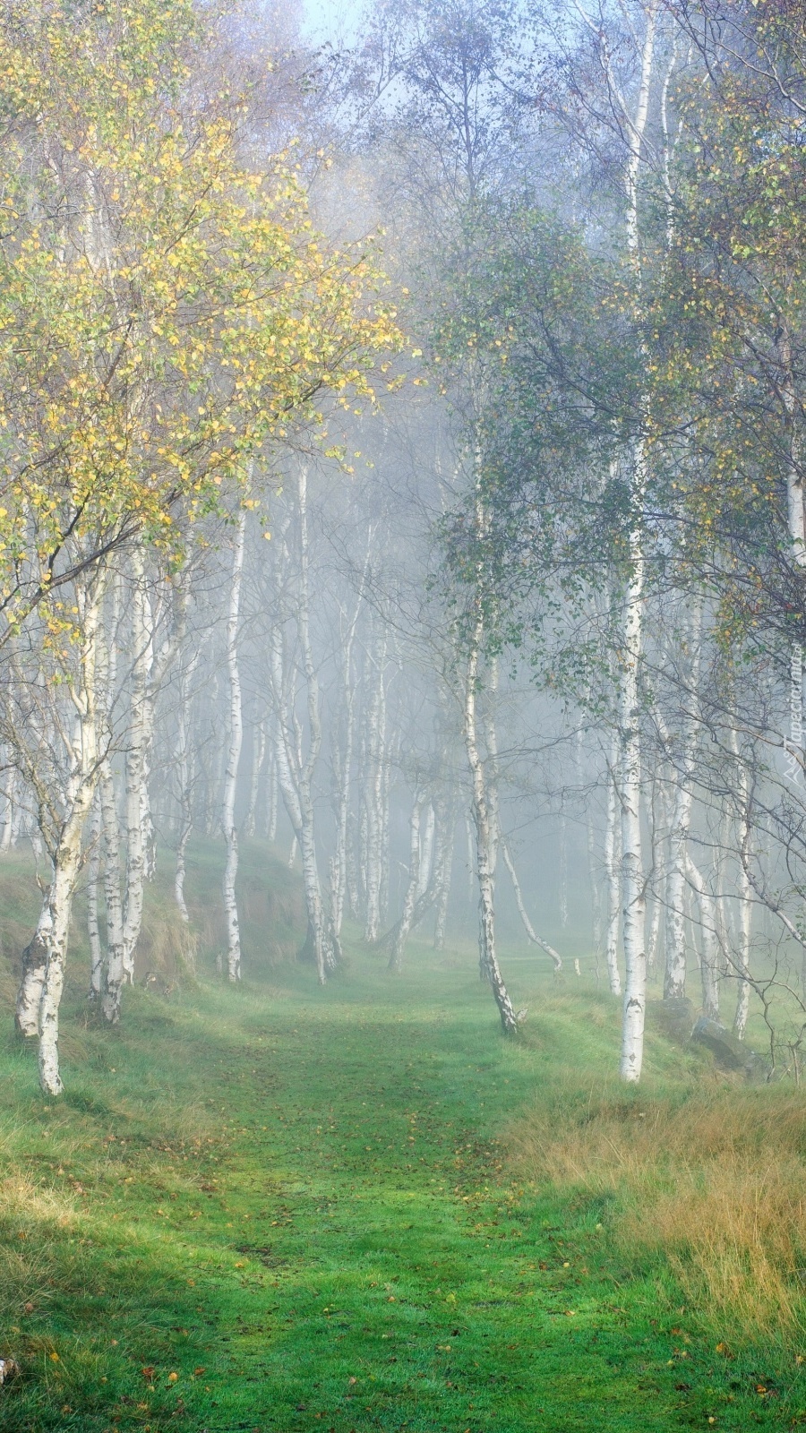 Brzozowy lasek z drogą w oparach mgły