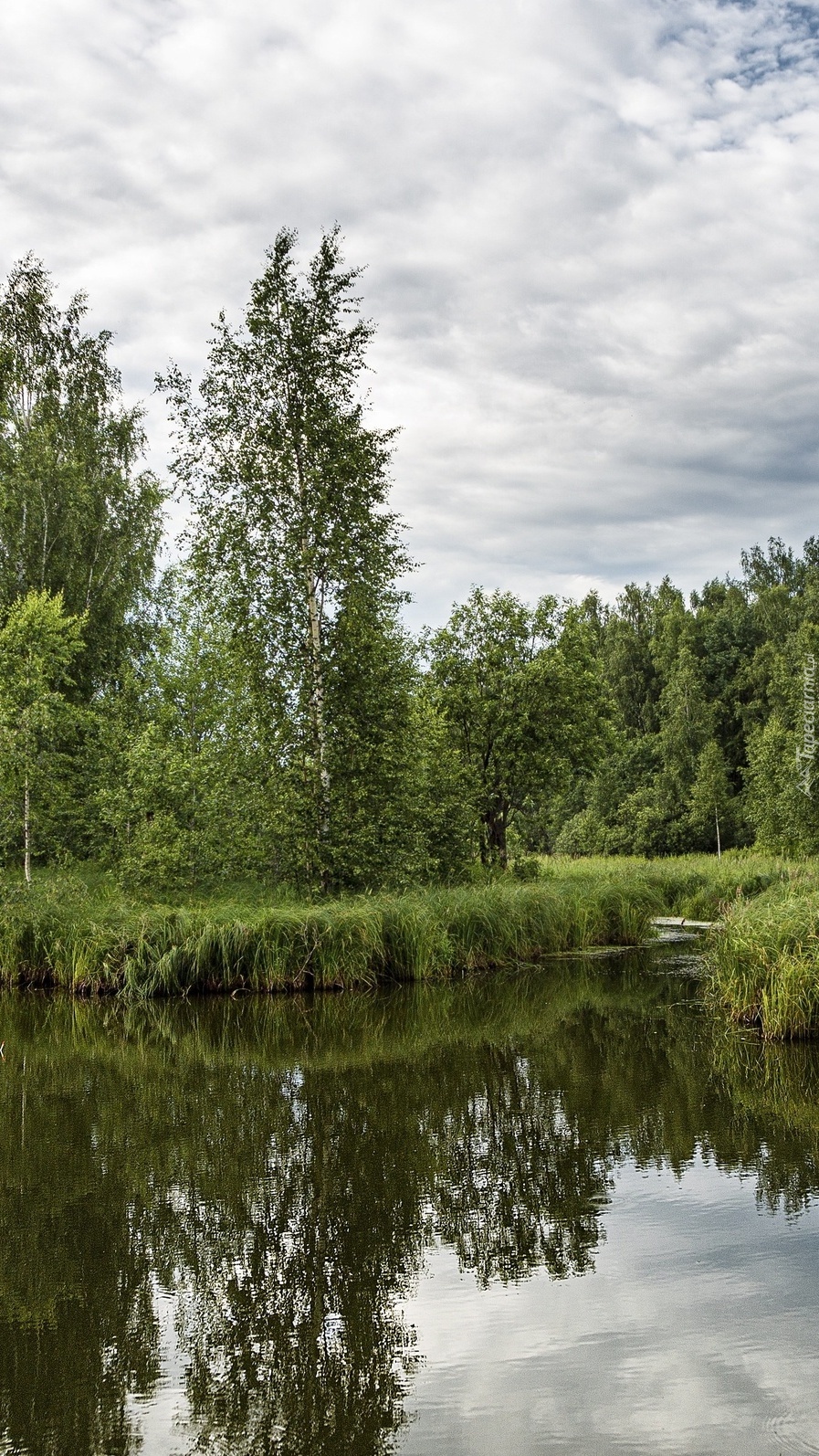 Brzozy i trawa nad rzeką