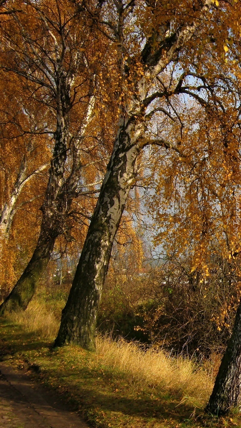 Brzozy jesienią