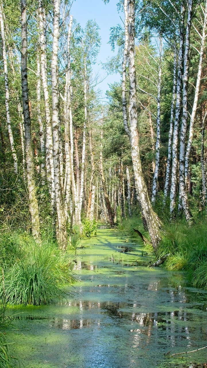 Brzozy nad leśnym stawem