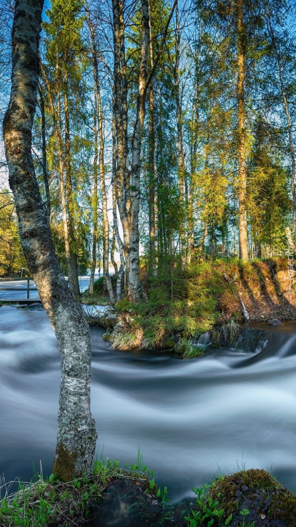 Brzozy nad rwąca rzeką Kitkajoki