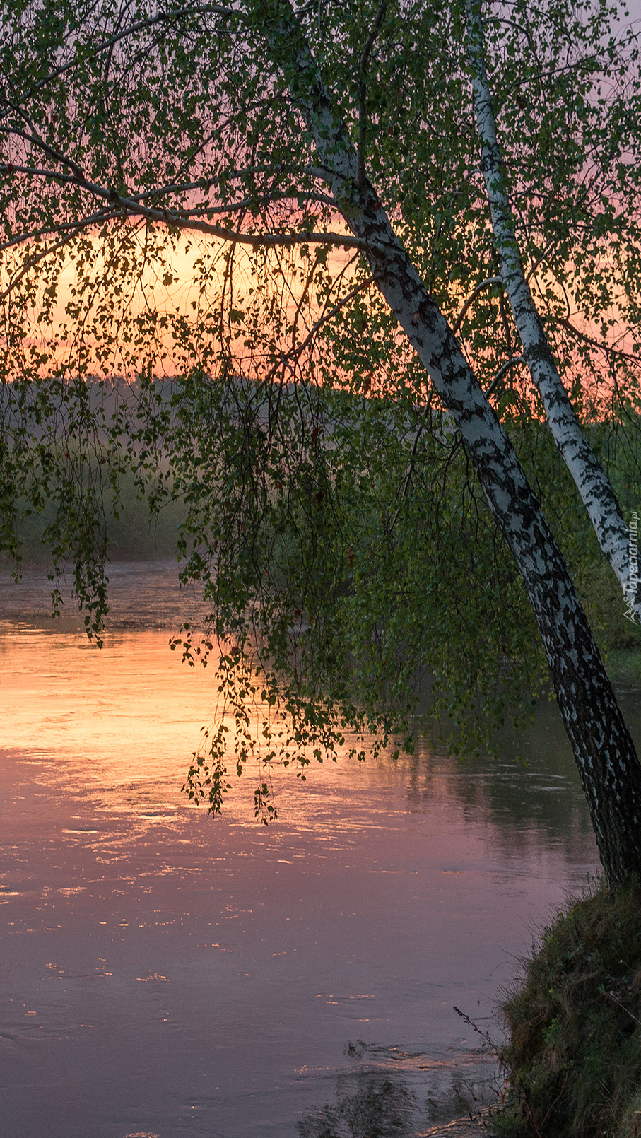 Brzozy nad rzeką