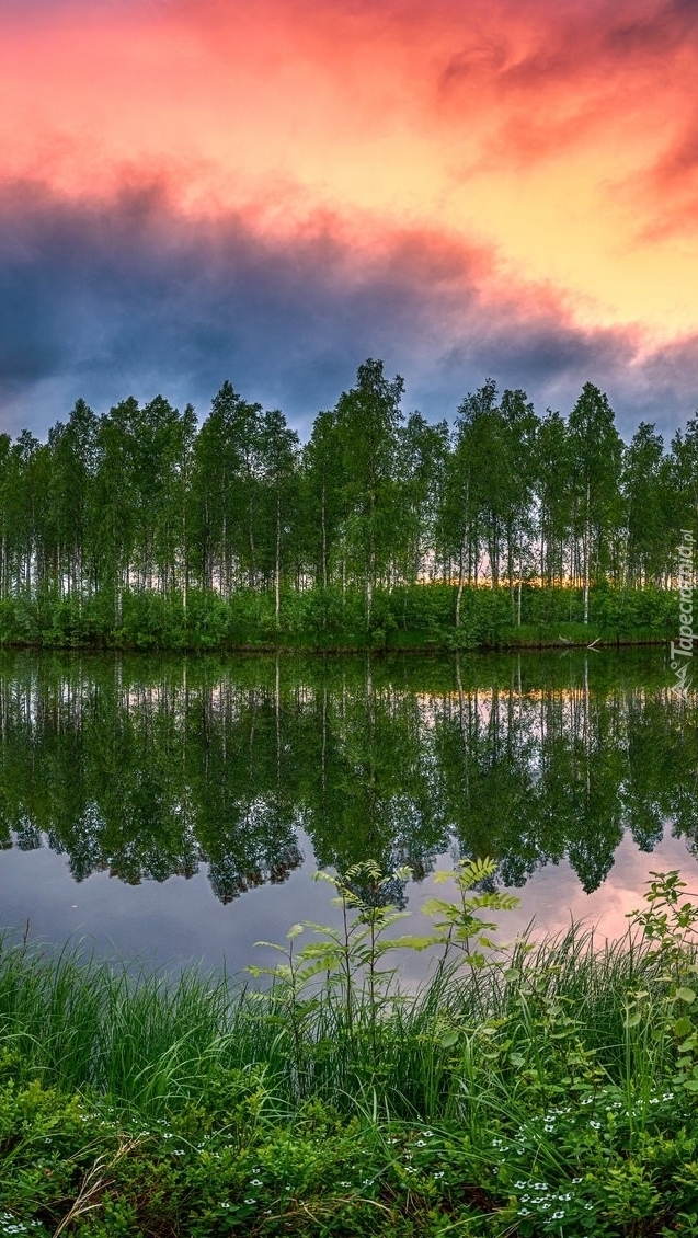 Brzozy nad rzeką