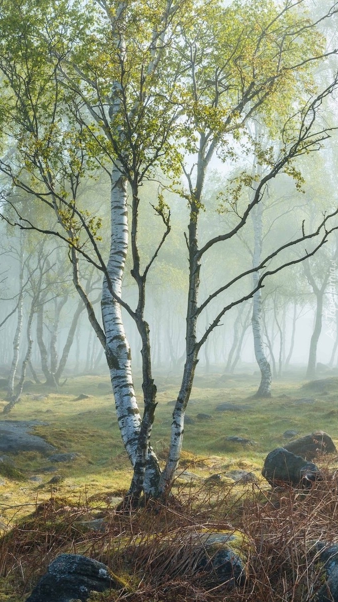 Brzozy w zamglonym Parku Narodowym Peak District