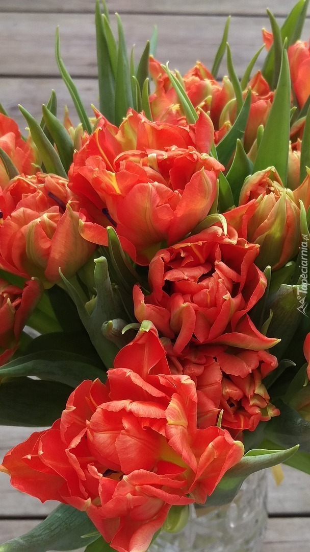 Bukiet czerwonych tulipanów