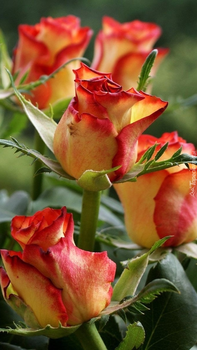 Bukiet kolorowych róż