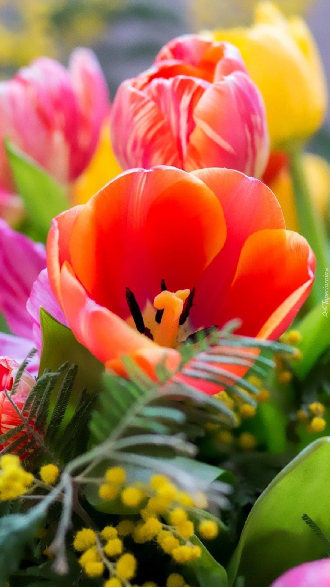 Bukiet kolorowych tulipanów