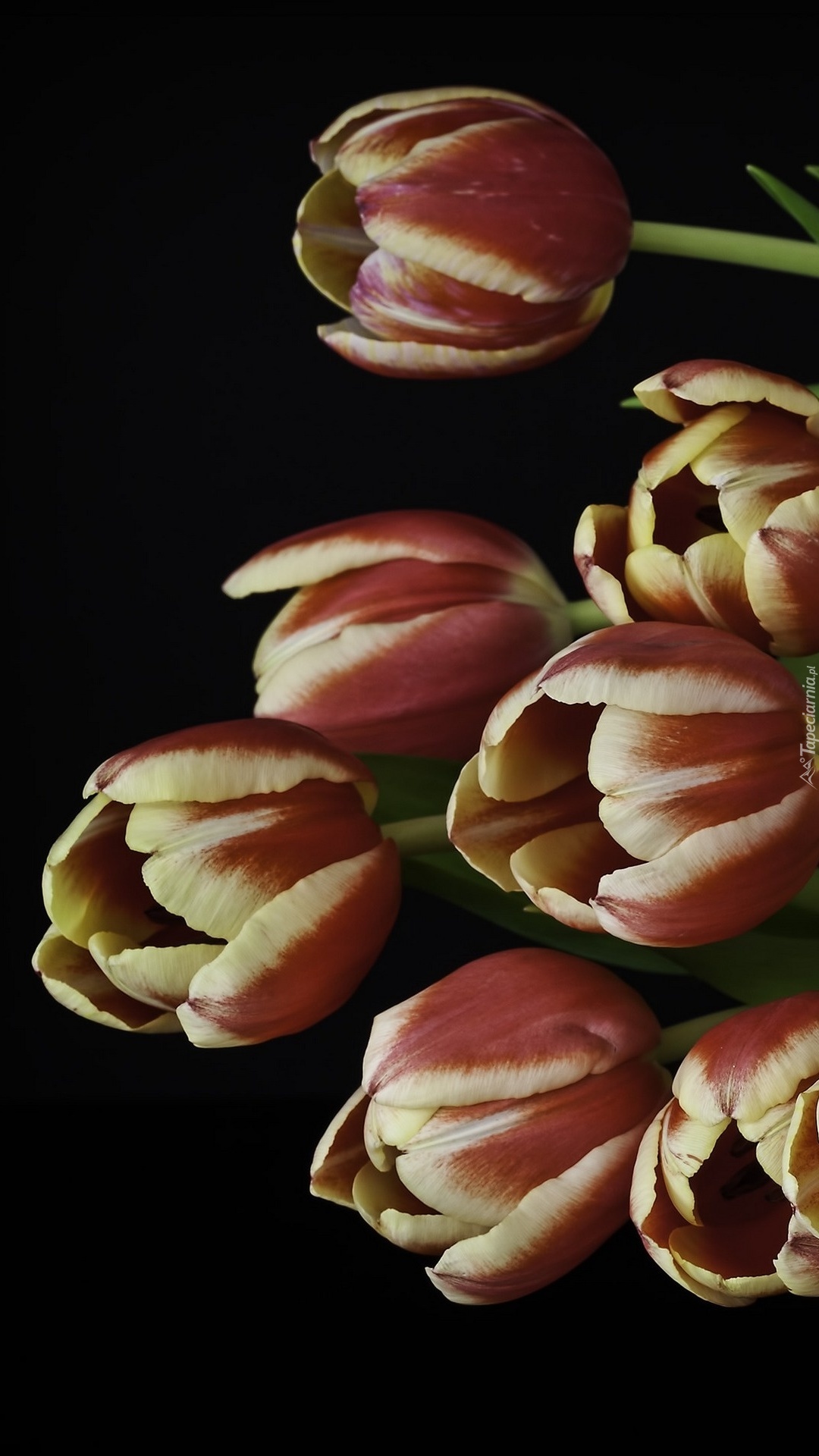 Bukiet tulipanów na ciemnym tle