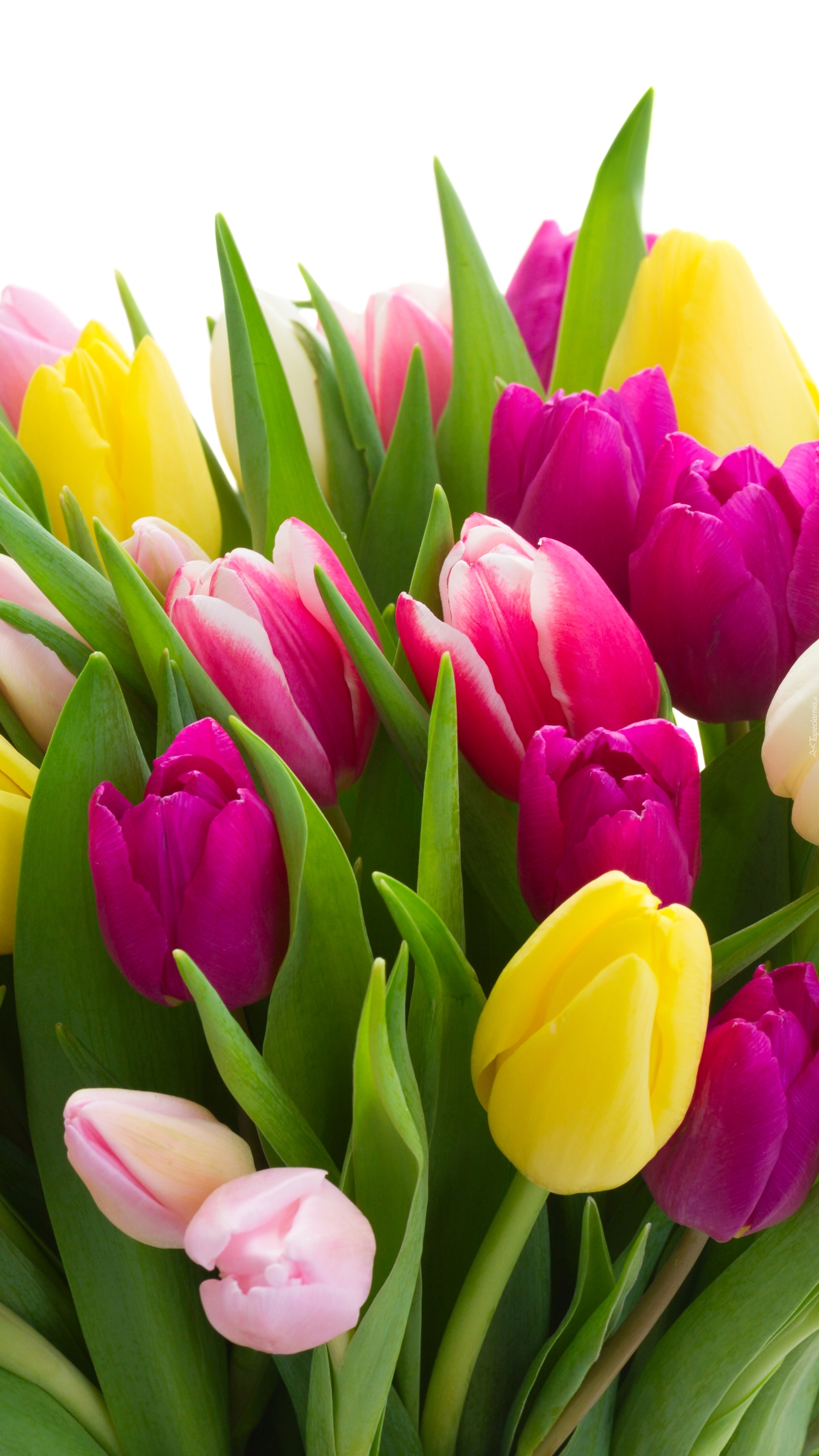 Bukiet wiosny w tulipanach