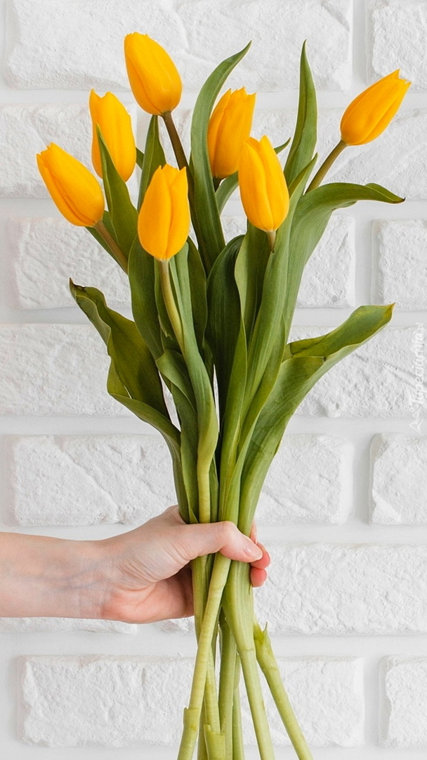 Bukiet żółtych tulipanów w dłoni