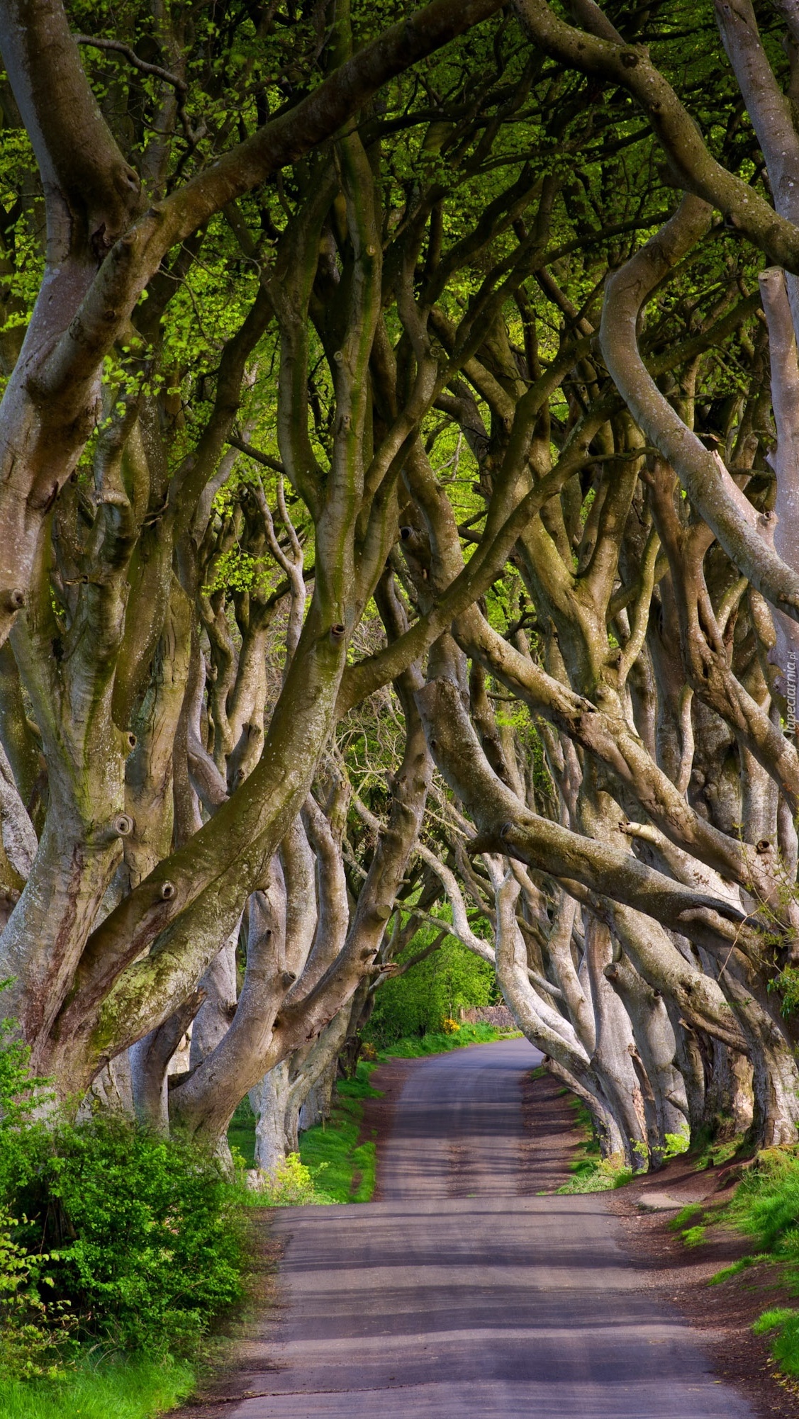 Bukowa aleja Dark Hedges