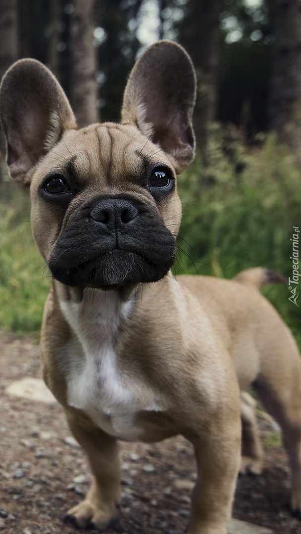 Buldog na leśnej drodze