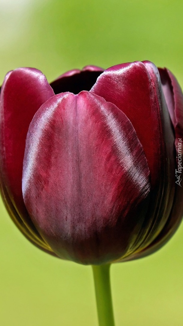 Burgundowy tulipan