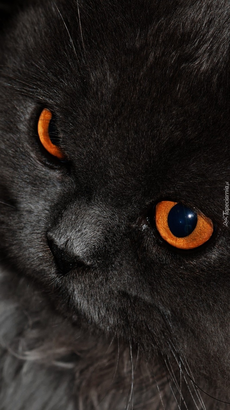 Bursztynowe oczy kota