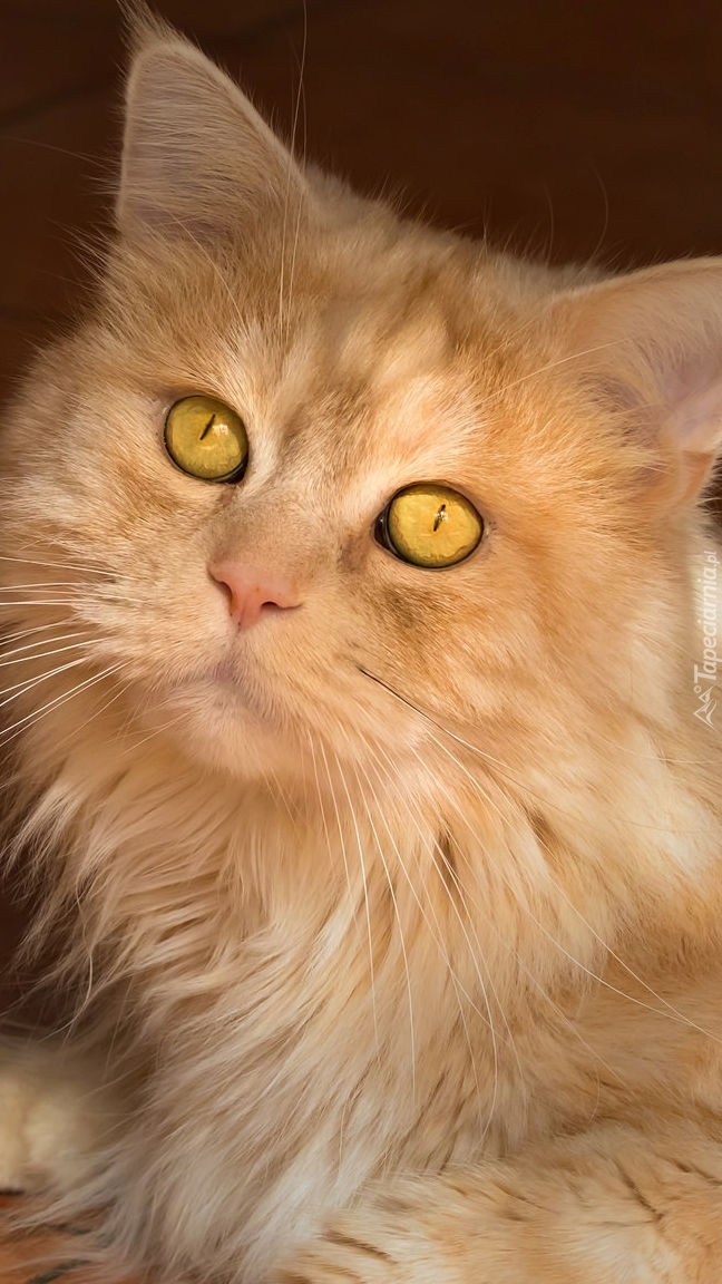 Bursztynowe oczy kotka