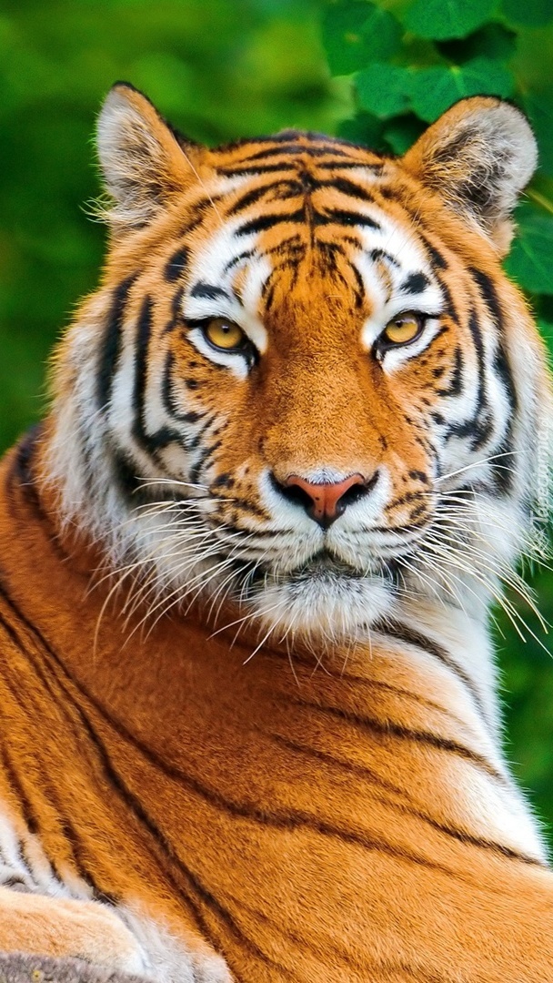 Bursztynowe oczy tygrysa