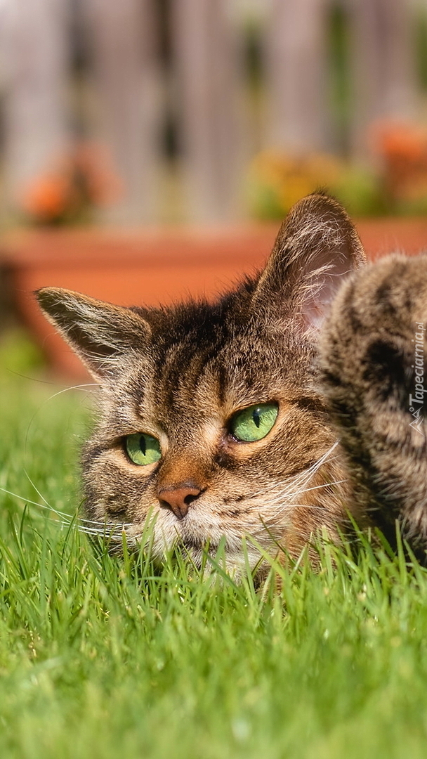 Bury kot leżący na trawie