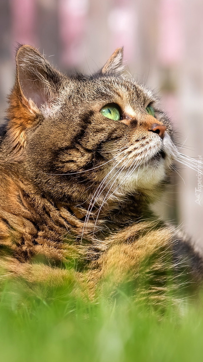 Bury kot z zielonymi oczami