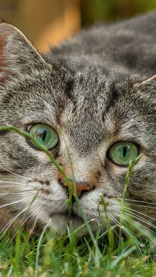 Bury zielonooki kot w trawie