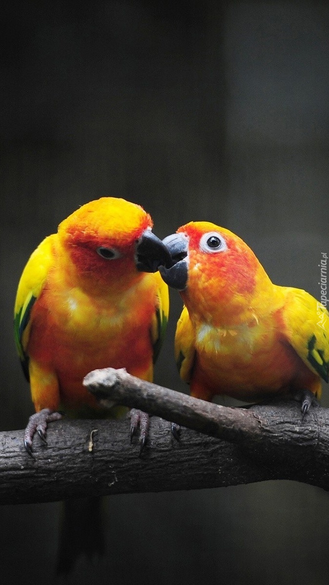 Buziaki  papużek