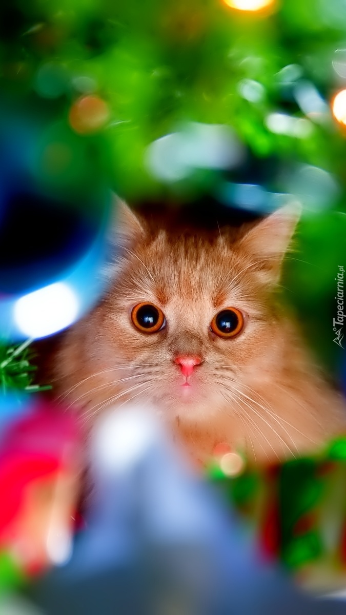 Bystre spojrzenie rudego kota