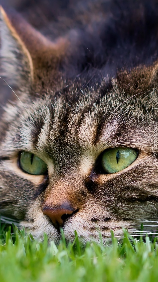 Bystre zielone kocie oczy w trawie