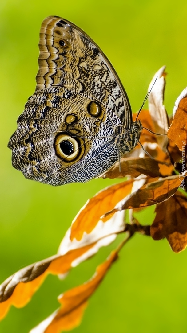 Caligo eurilochus na liściastej gałązce