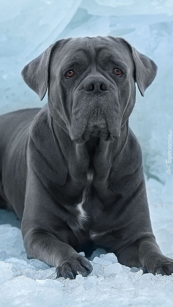 Cane corso