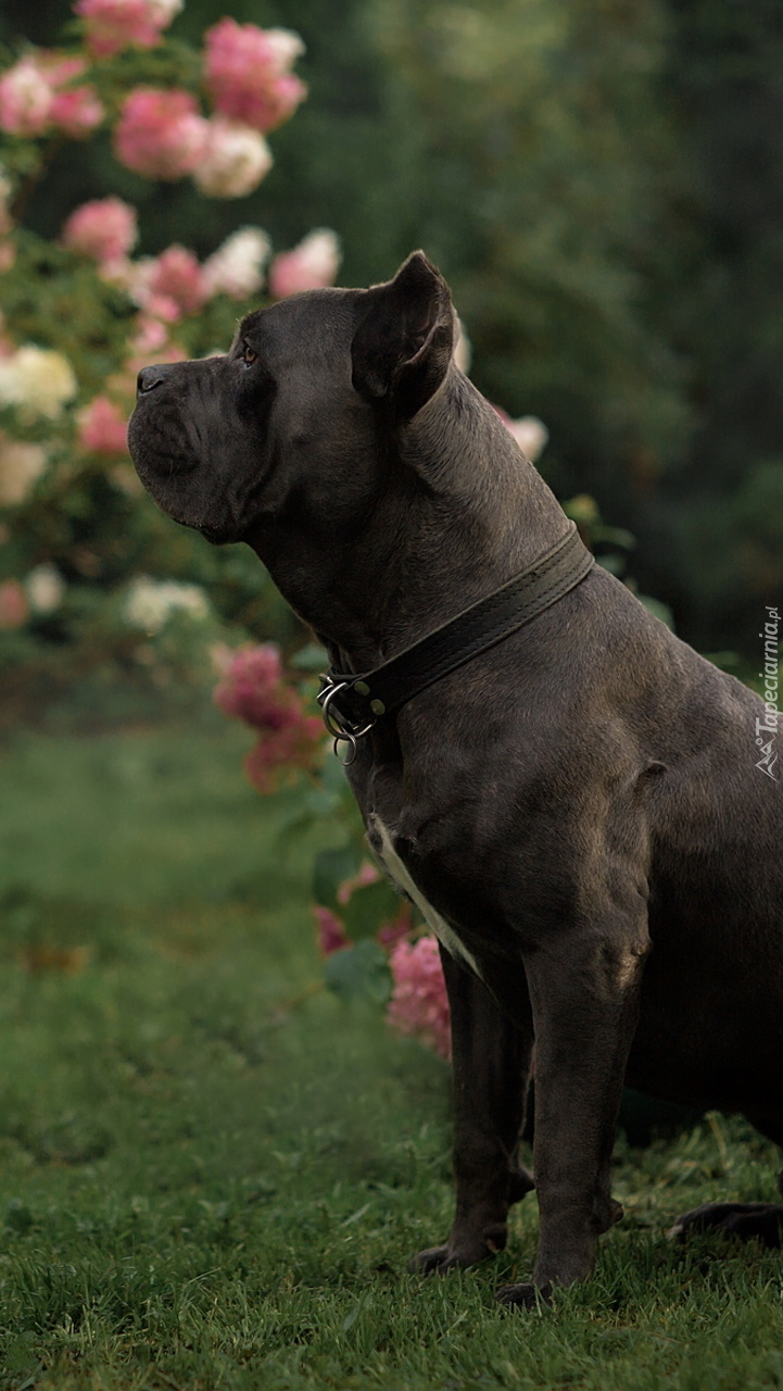 Cane corso