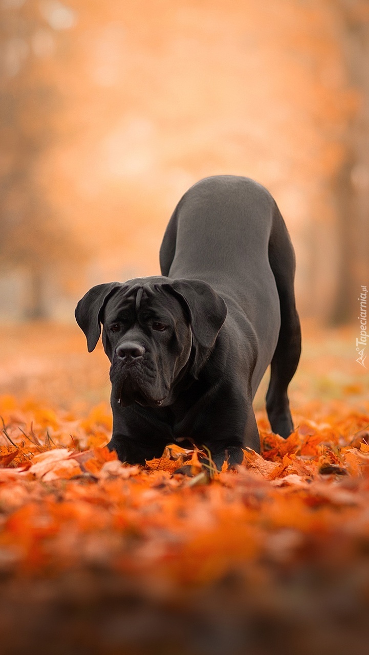 Cane corso