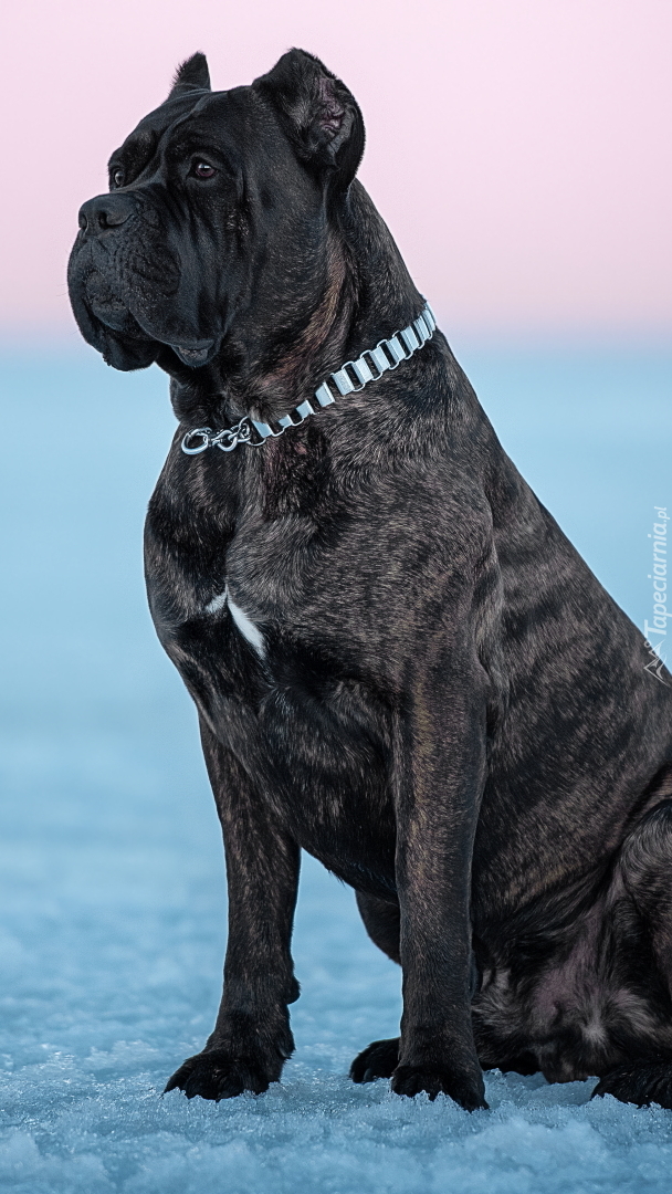 Cane corso