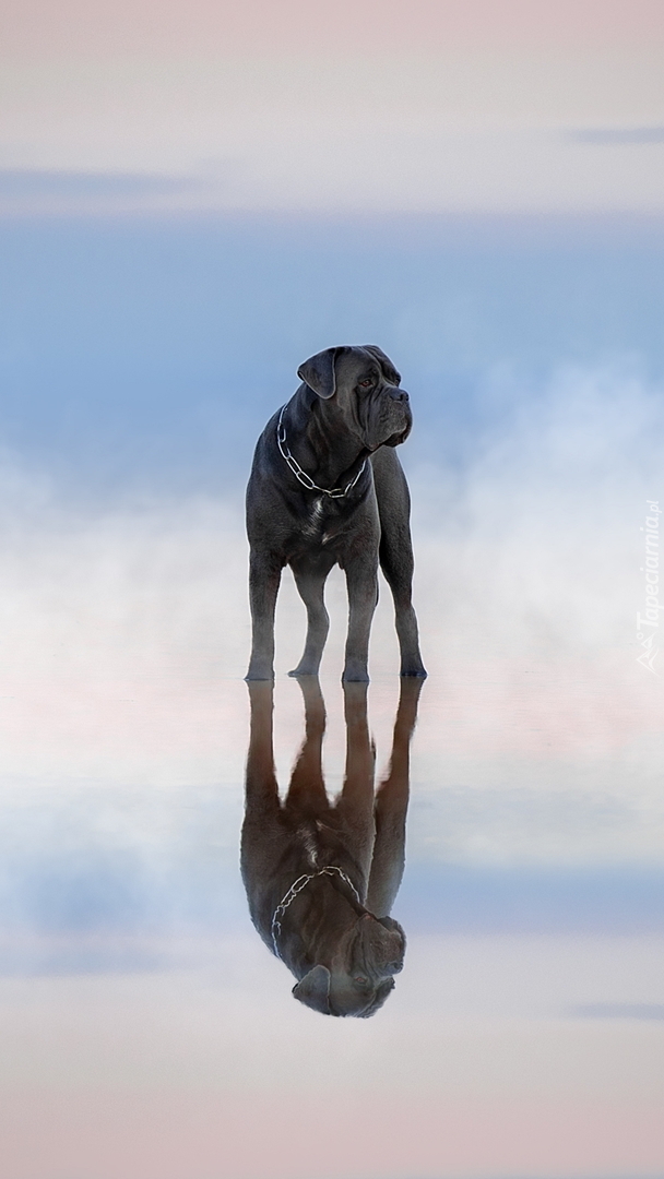 Cane corso w wodzie