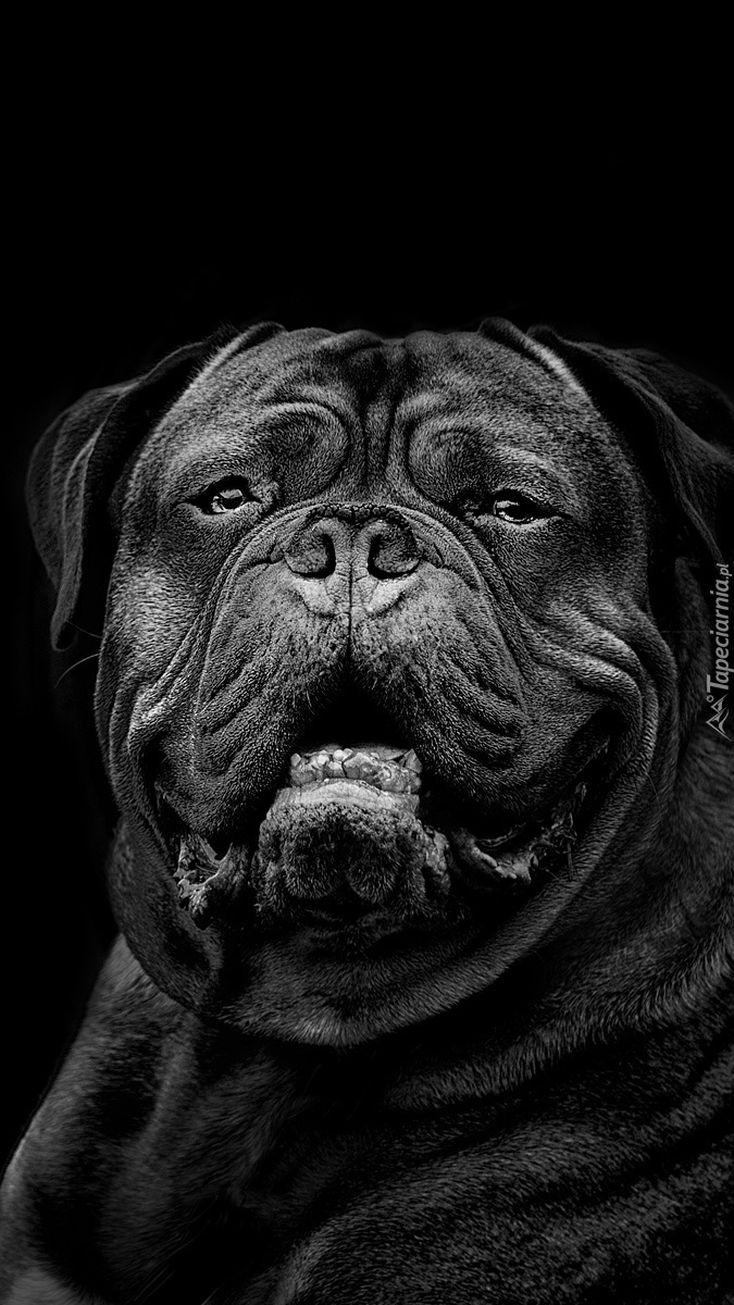 Cane corso