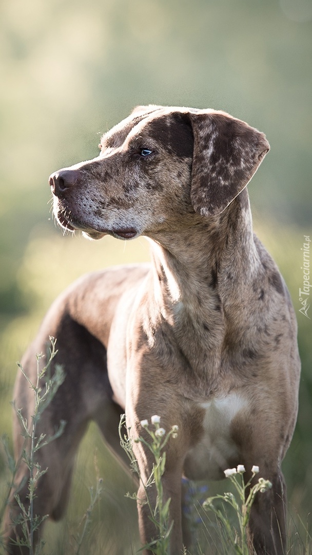 Catahoula leopard dog