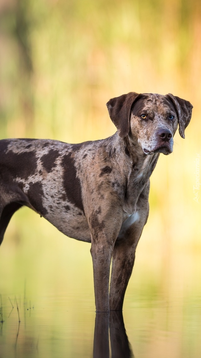 Catahoula leopard dog