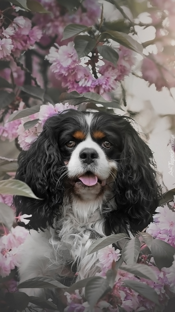 Cavalier king charles spaniel